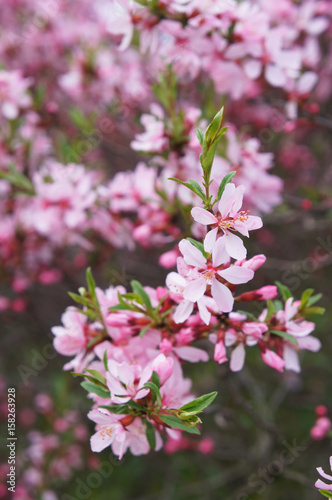 Pink flowers of almond tree vertical