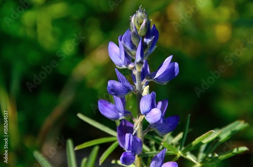 Beautiful flowers of blue lupine in foreground