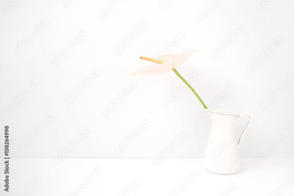 Pale pink anthurium flower in white watering can near white background. Front view. Floral background Pale pink anthurium flower in white watering can near white background. Front view. Floral background
