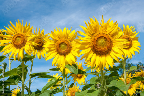 Sunflowers