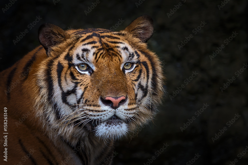 Tiger. Tiger.