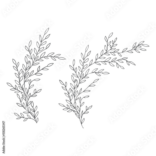 Vector gentle illustration of Hand Drawn branches. Monochrome Botanical Vintage Vector Illustration. Vector wedding invitation template