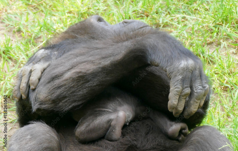 Obraz premium Mutter mit Baby Gorilla
