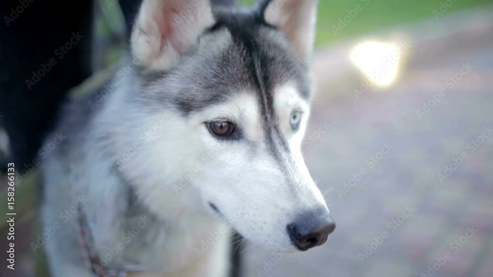 Funny Husky dog with different eyes Funny Husky dog with different eyes