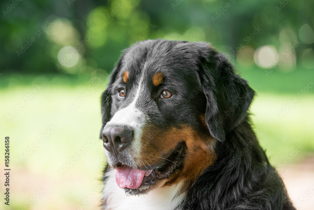 Bouvier Bernese mountain dog portrait in outdoors