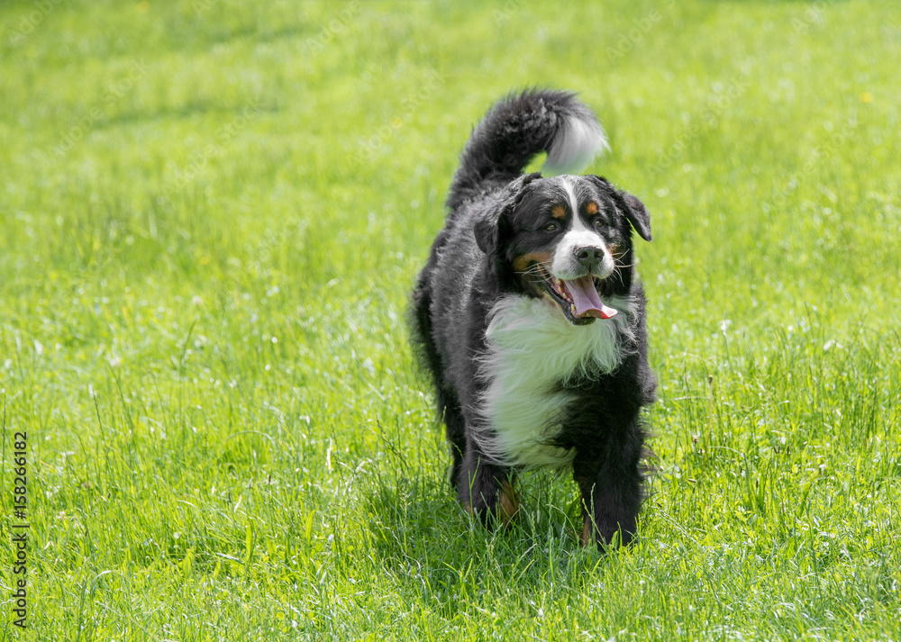 Bernese mountain dog portrait in outdoors