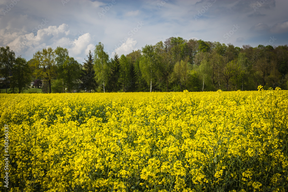 canola field in spring with trees and cloudy sky in background