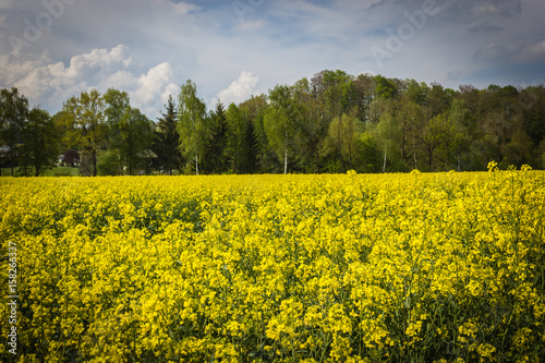 canola field in spring with trees and cloudy sky in background