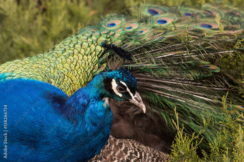 Fototapeta premium male of peacock on the branches in the park 
