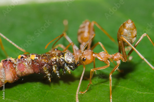 .Ants to help the victim with the nest. © Tongra