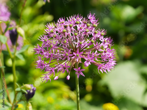 Fototapeta Naklejka Na Ścianę i Meble -  Allium aflatunense (Kugellauch)