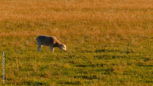 Lamb Eating Grass In A Field In Golden Sunset Light