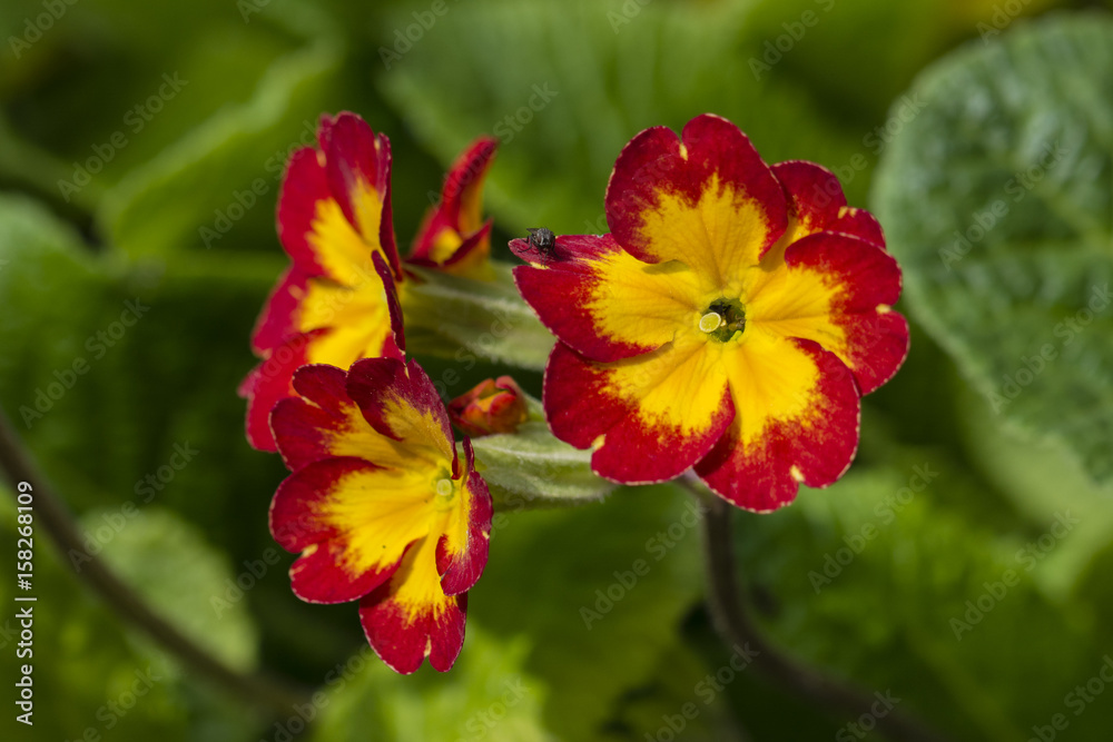 Fototapeta premium Colorful Spring Flower Spring.