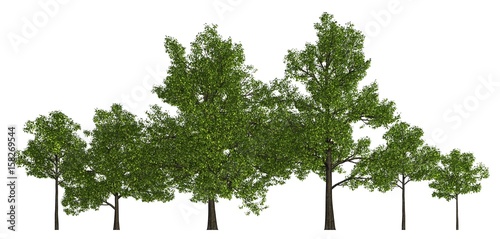 Trees in a row isolated on white 3d illustration