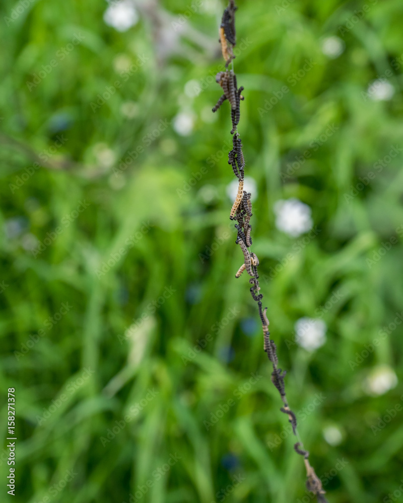 Ermine moth caterpillars move down silk thread. Ermine moth caterpillars move down silk thread.