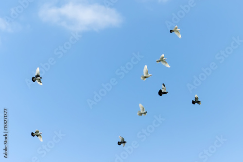 Flying pigeons in blue sky © sergofan2015