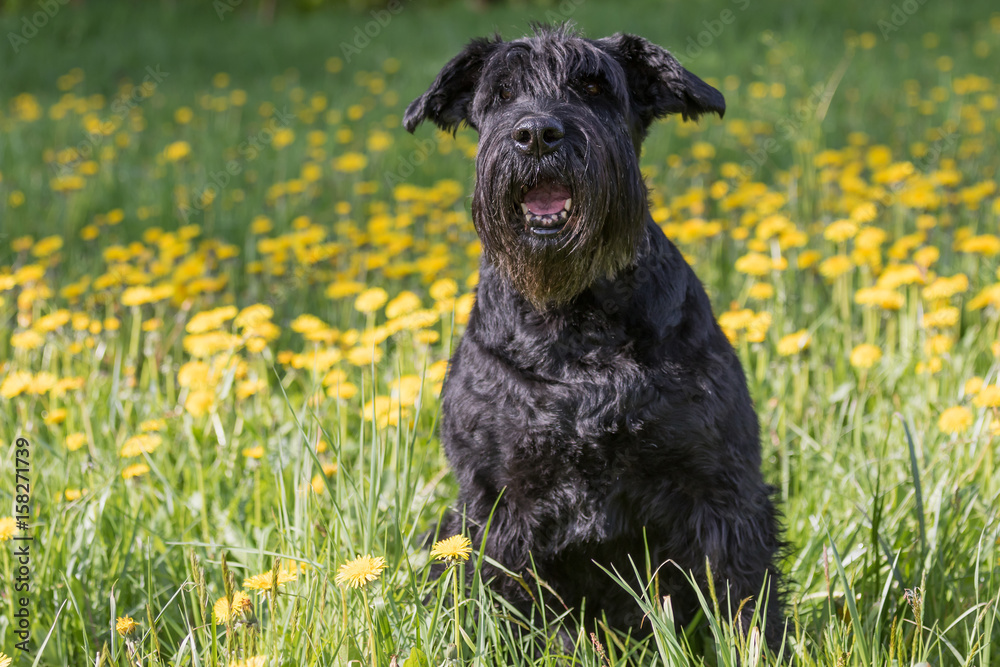 Obedient Giant Black Schnauzer Dog sitting at the blossoming dandelion meadow.  Horizontally. 