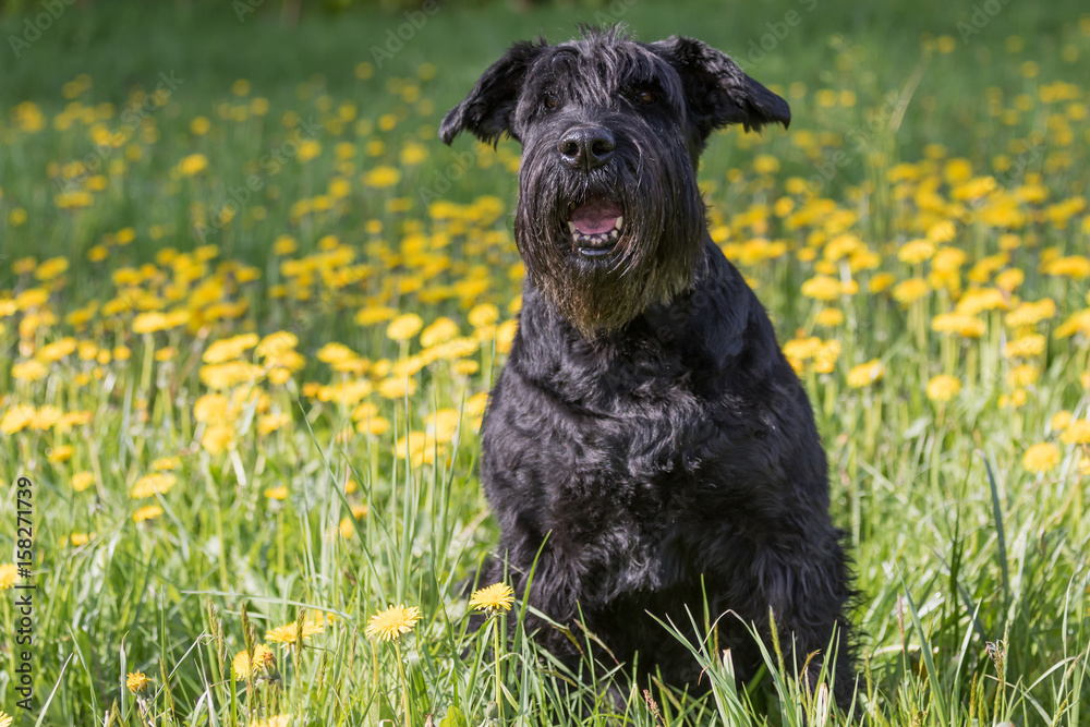Obedient Giant Black Schnauzer Dog sitting at the blossoming dandelion meadow. Horizontally. Obedient Giant Black Schnauzer Dog sitting at the blossoming dandelion meadow. Horizontally.