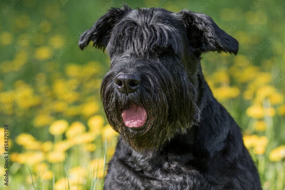 Closeup view of the head of the Giant Black Schnauzer Dog . Blossoming dandelion meadow is in the background.