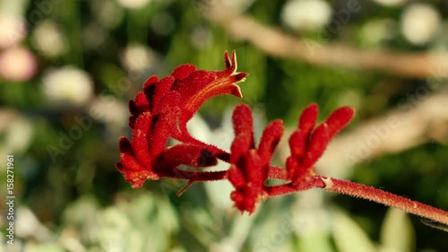 Red Kangaroo Paw Flower in a Botanical Garden
