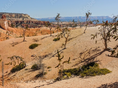 Bryce Canyon National Park Trees