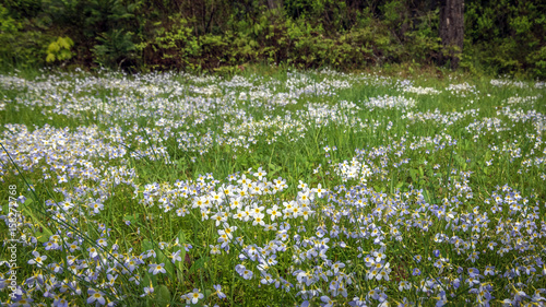 Obraz na plátne A backyard lawn full of bluet blossoms taken in the Adirondacks at Lake Placid,
