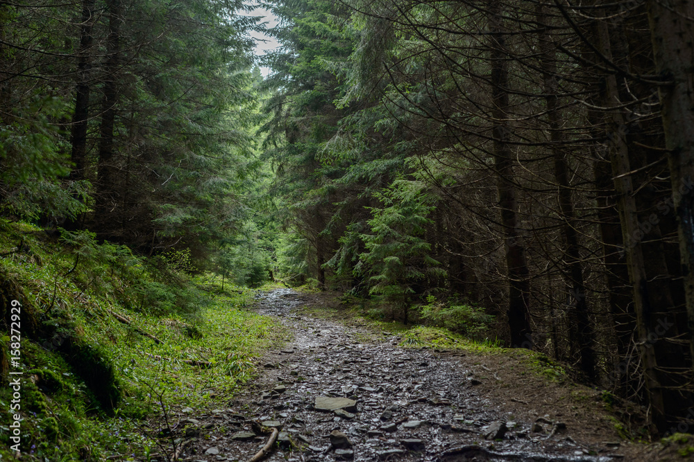 Obraz premium mountain forest