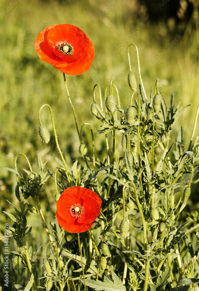 Red flowers of poppies. Wild poppy.