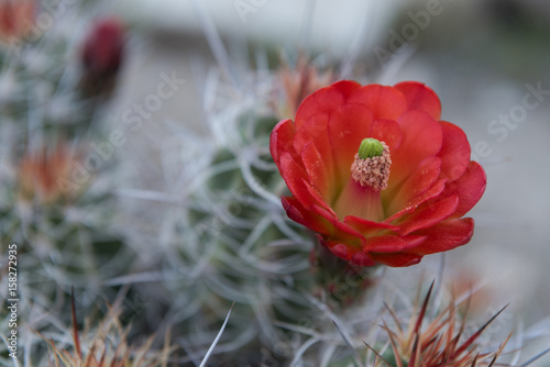 Pollen Clings to Bloom of Claret Cup Cactus