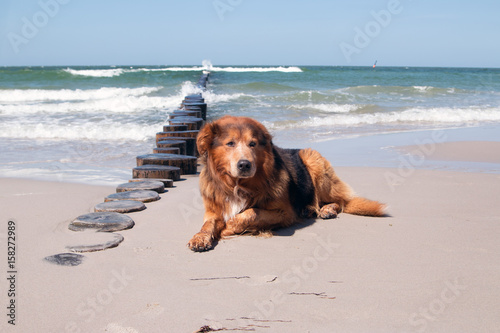 Hund im Sommer liegt am Strand