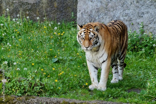 Amur tiger Panthera tigris altaica - It is the largest living cat now. Inhabits mountainous coniferous and mixed woods on the border of Russia  China and Korea