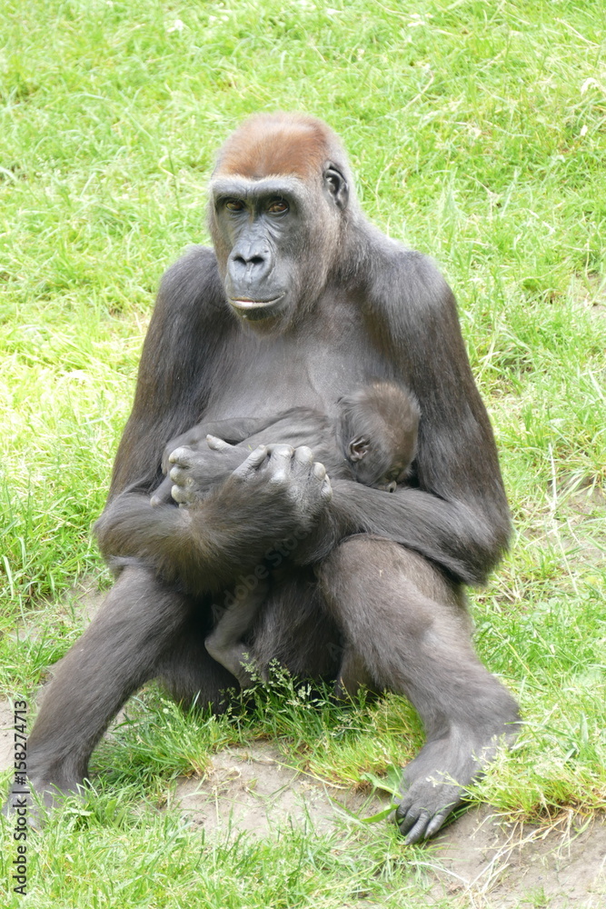 Baby Gorilla im Arm der Mutter
