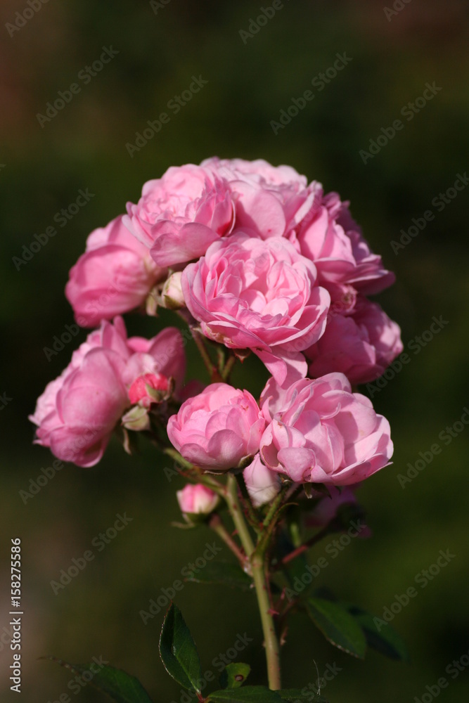 Rosen - Rosendolde Rosen - Rosendolde