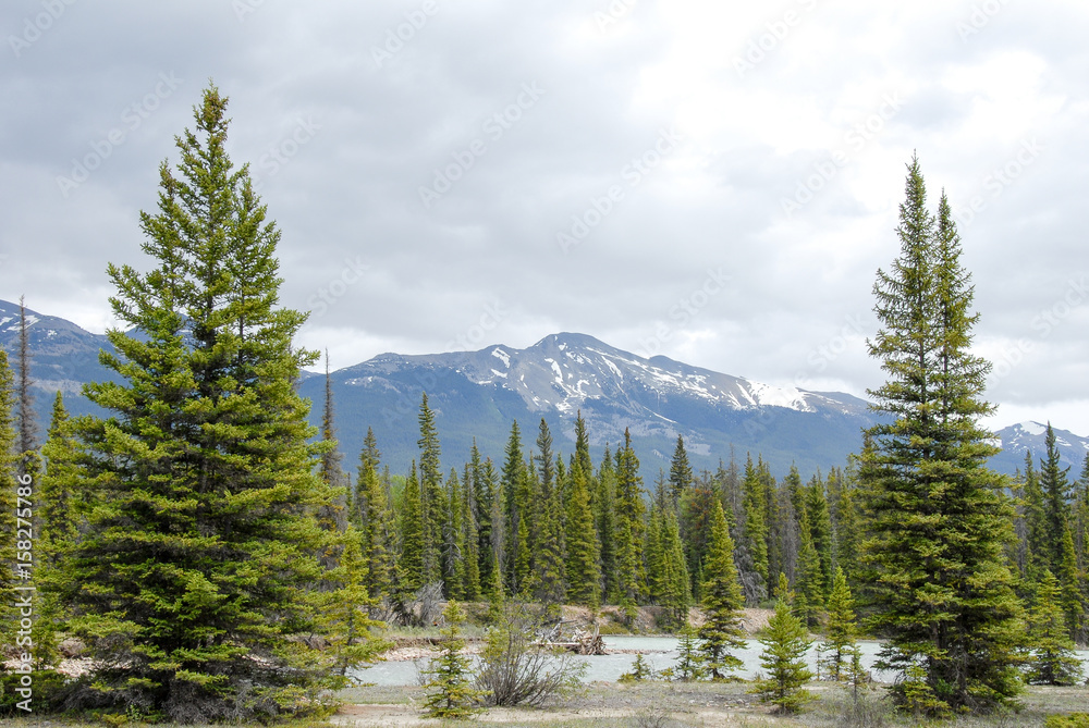 Obraz premium 春のカナディアン・ロッキー ジャスパー国立公園のアサバスカ川(カナダ)