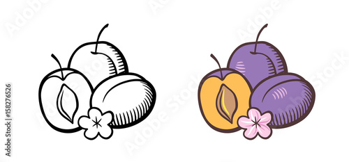 Hand drawn vector illustration of plums. Plum fruits with cross section, kernel and flower. Outline and colored version
