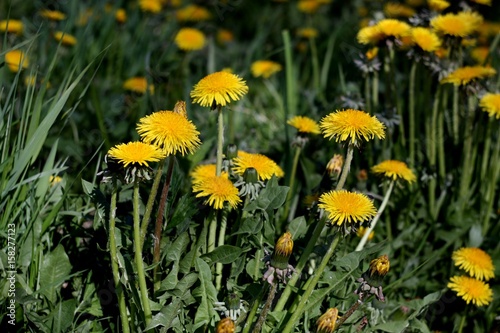 Spring bright yellow flowers dandellions close up in vintage style