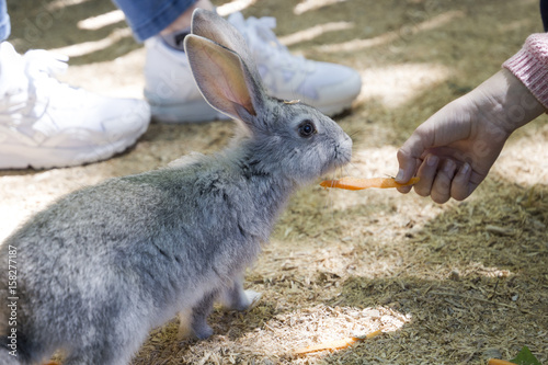 Children feed rabbit in сontact petting zoo