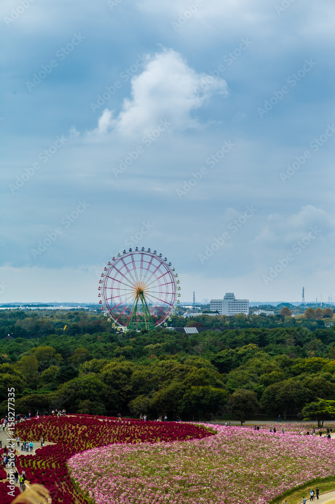 View of Ferris Wheel is a symbol of the Pleasure Garden with Blooming seasons of main flowers, kochia flowers, at Hitachi Seaside Park in October View of Ferris Wheel is a symbol of the Pleasure Garden with Blooming seasons of main flowers, kochia flowers, at Hitachi Seaside Park in October