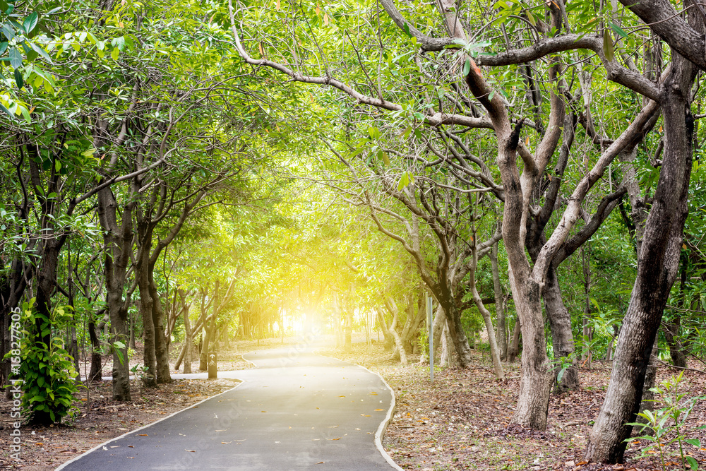 Fototapeta premium bicycle way in the park have the morning sunlight in front