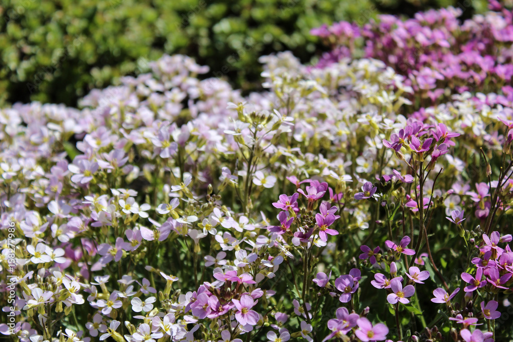 Flowerbed with white and pink flowers