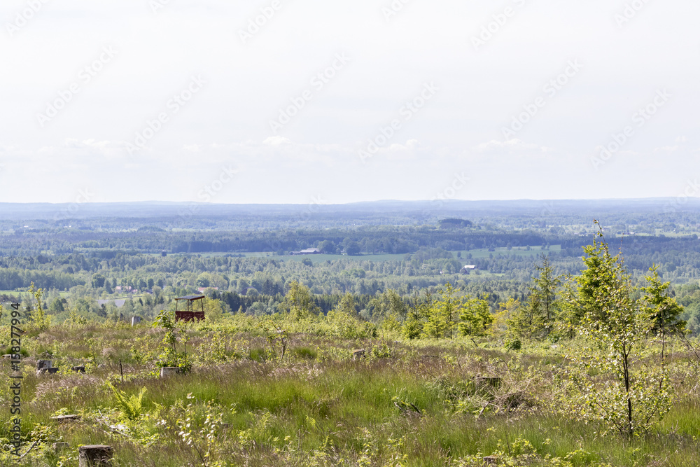 Old clearcut area with a view of a landscape