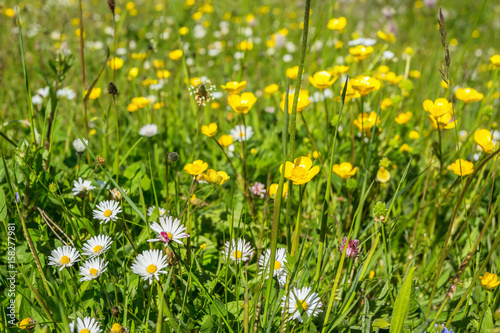 Blooming daisies and buttercups on a summer meadow