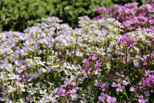 Flowerbed with white and pink flowers