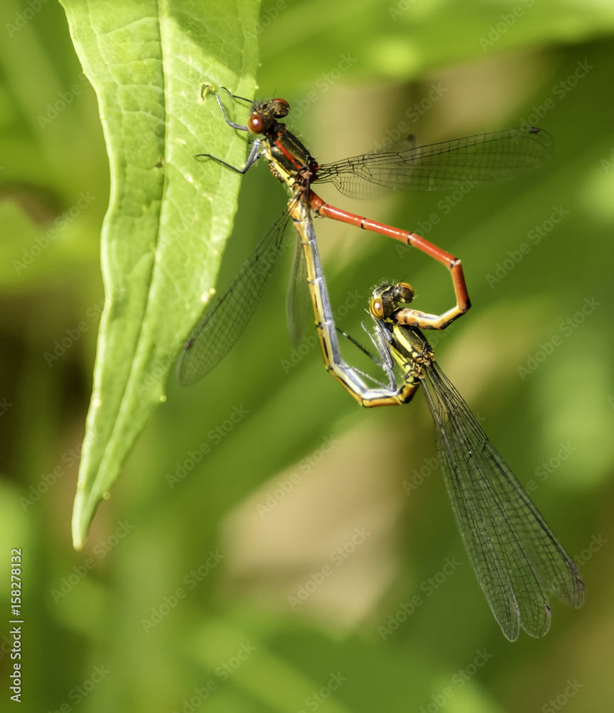 Red Damsel flies creating heart shape Red Damsel flies creating heart shape