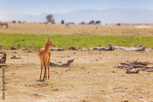 Portrait of male oribi standing in arid savanna