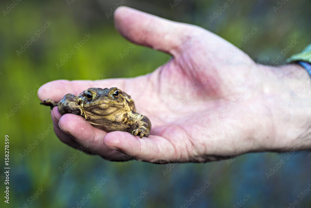 Small frog on a hand Small frog on a hand