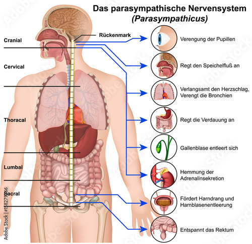 Das parasympathische Nervensystem, Parasympathicus