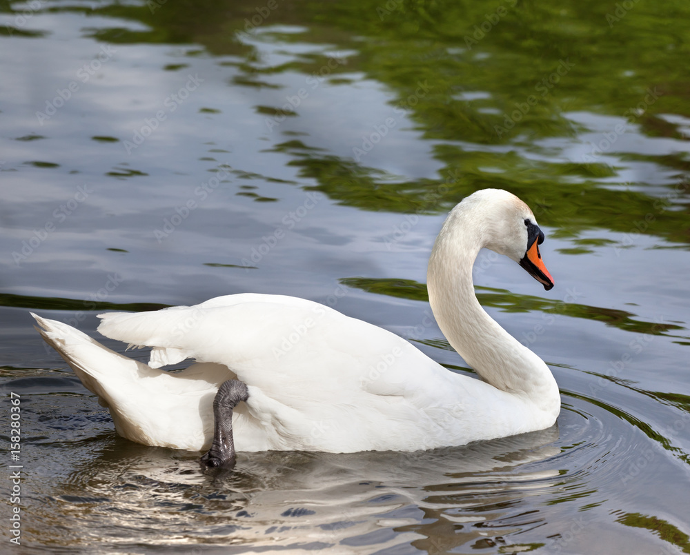Mute swan on water surface Mute swan on water surface