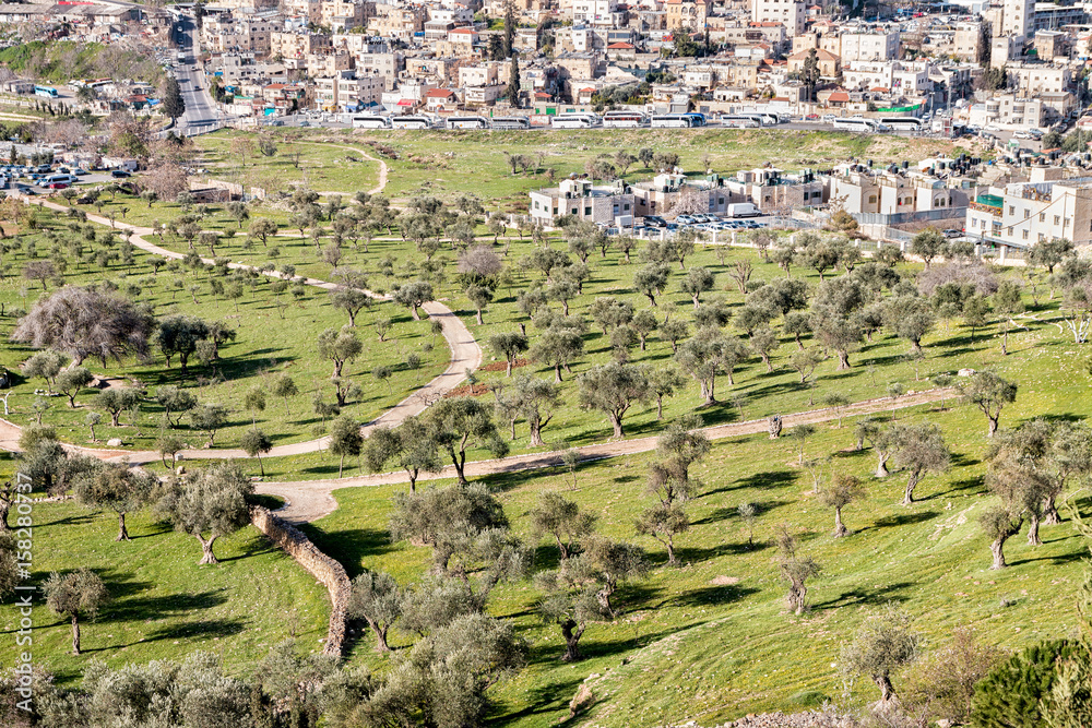 Field of Olive Trees in Jerusalem