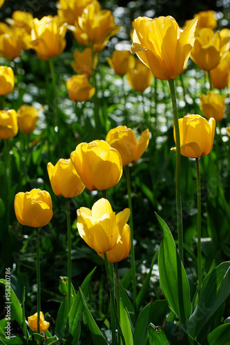 Yellow flower  tulip  Liliaceae